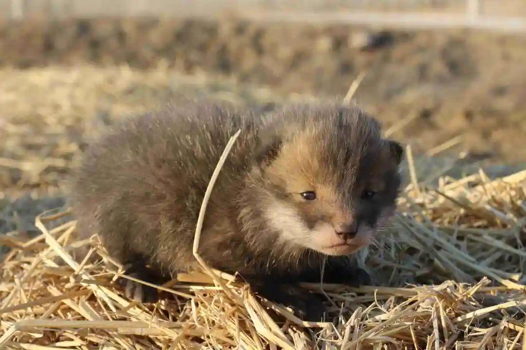 共青農場有限公司通過加大野生動物保護力度,這不僅讓野雞,狍子,狐狸