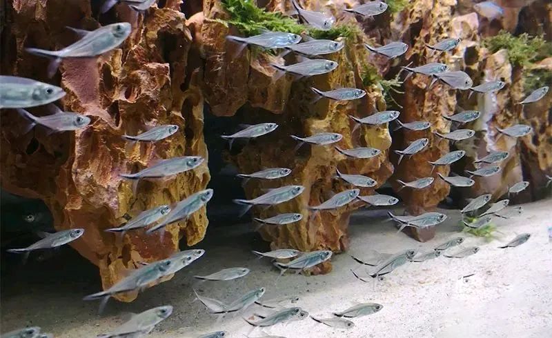 鱼友帮养黑尾大勾围观别人玩出的高级感也会上瘾