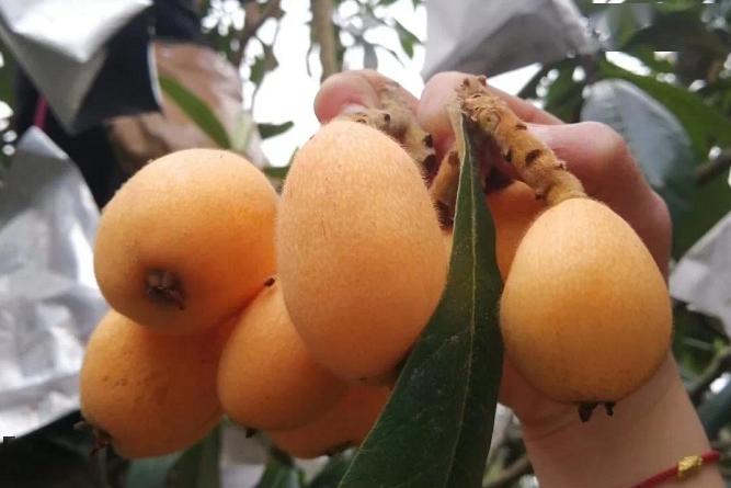 仙游县总工会书峰乡党委政府战疫助农爱心采购枇杷倡议书