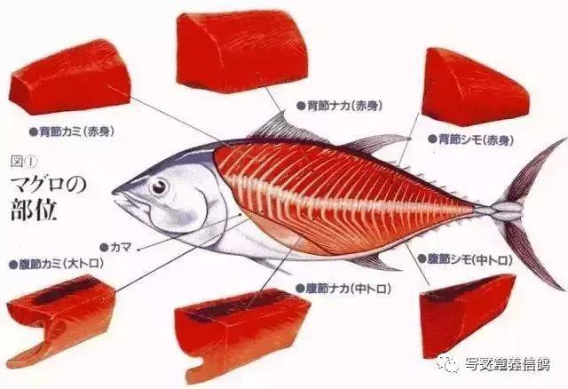 回眸| 宅家的追忆(二十):惬意畅快的葡萄牙大西洋海钓_金枪鱼