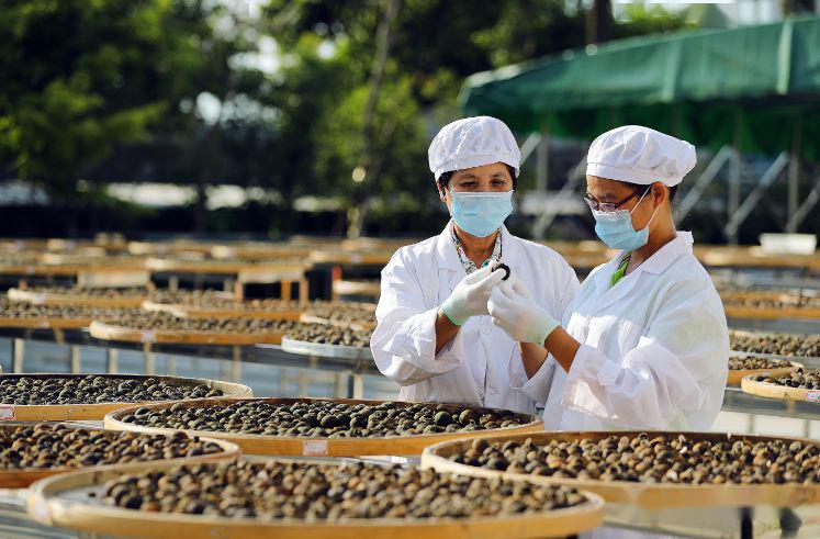 泓旭堂带你走进新会,读懂陈皮