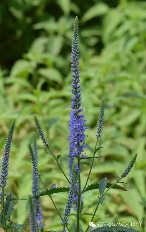 德仁医院引进先进中药透皮技术