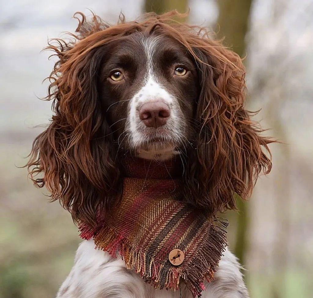 淡黄的长裙蓬松的头发这是在说它吗