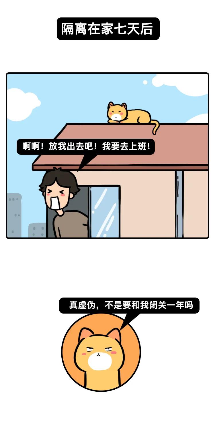 隔离40天后我家猫被我撸疯了