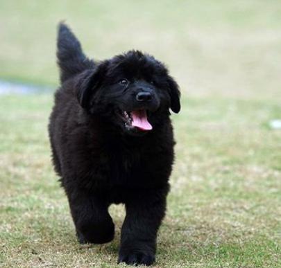 39拳师犬40日本土佐犬41圣伯纳犬42斯皮诺犬43苏俄牧羊犬44威玛犬45