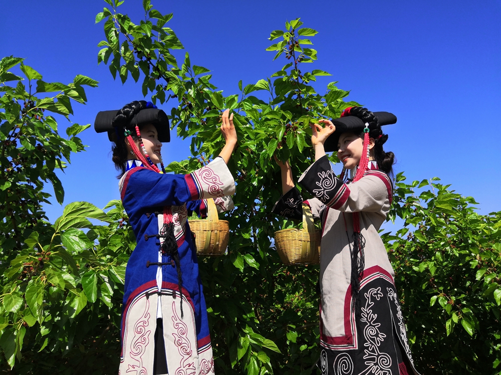 凉山德昌出台促进桑椹销售十条措施