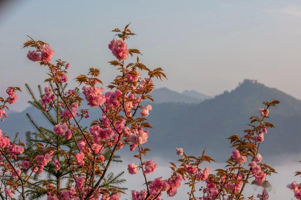 不负人间四月天洪江踏春赏樱正当时