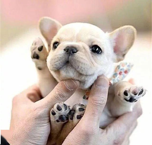 这只像猪一样的狗看完它就治愈了我的不开心