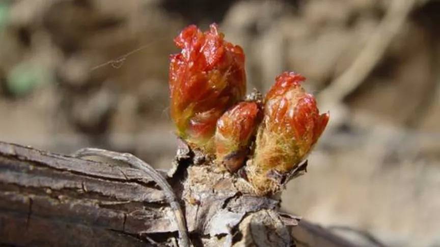 葡萄春季抹芽定稍很重要到底要留哪些芽有哪些注意事项