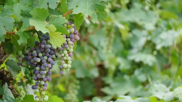 全世界都在喝法国葡萄酒而世界葡萄酒大师却认为它才是no1