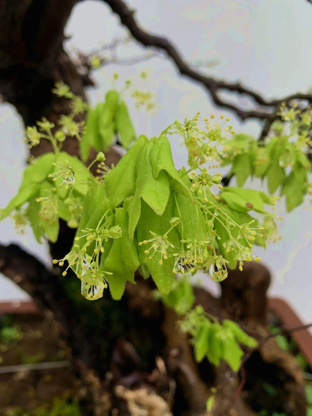秋叶春花各擅胜场