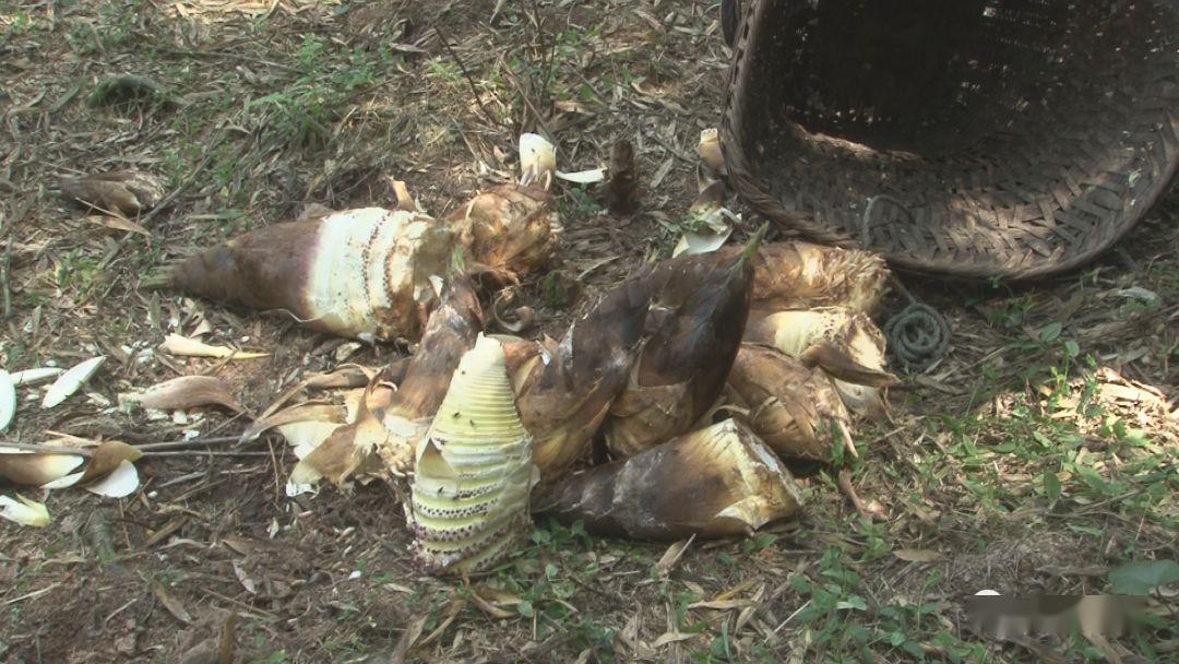 大雪山镇竹笋丰收农户增收