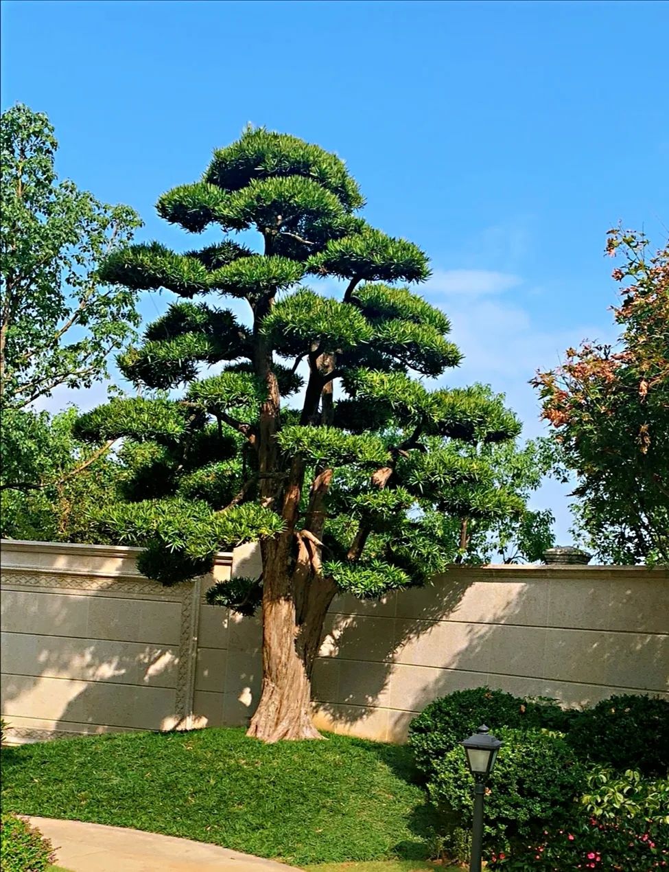 福州城里的百年名树,你真的见过吗?_实景图