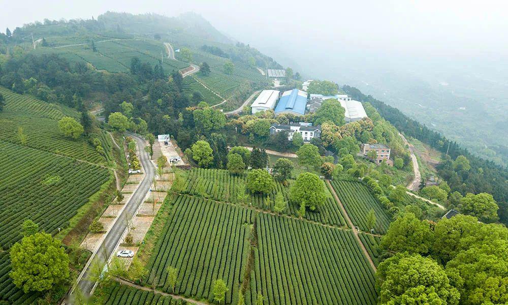 赏图 | 重庆白象山茶园大雾弥漫,茶农忙采收.