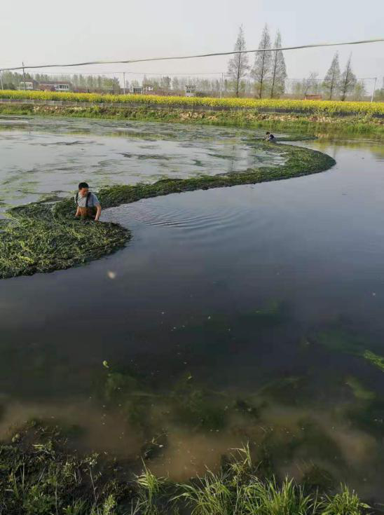 河蟹养殖杀青苔 蟹塘杀青苔向要解毒吗