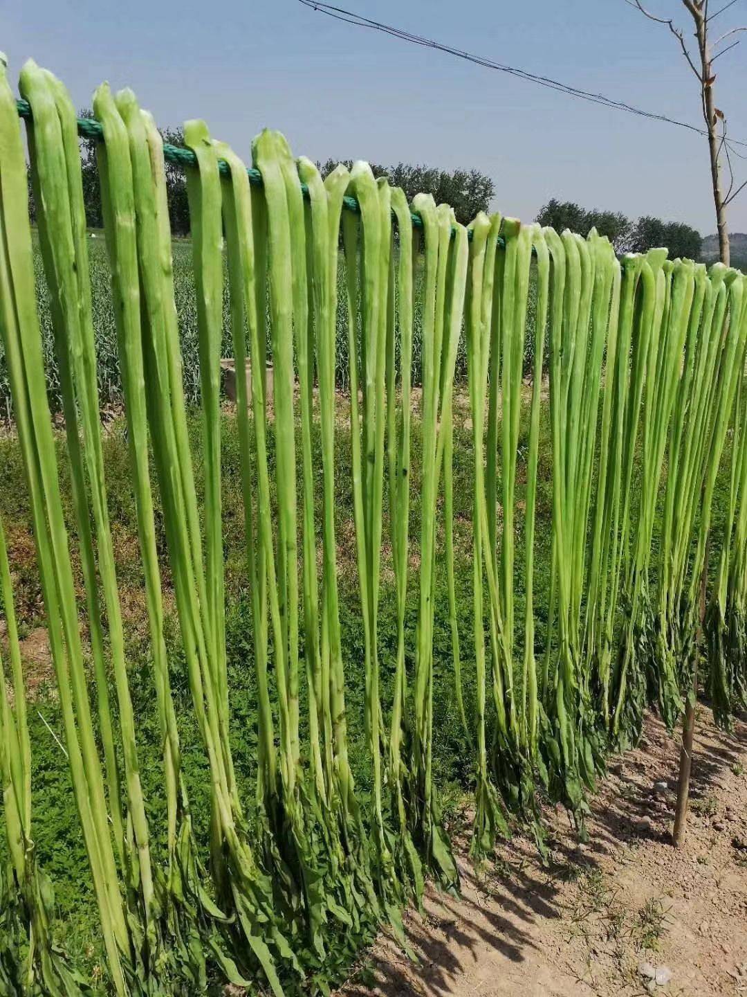 原創火鍋中貢菜是什麼菜貢菜是萵筍嗎