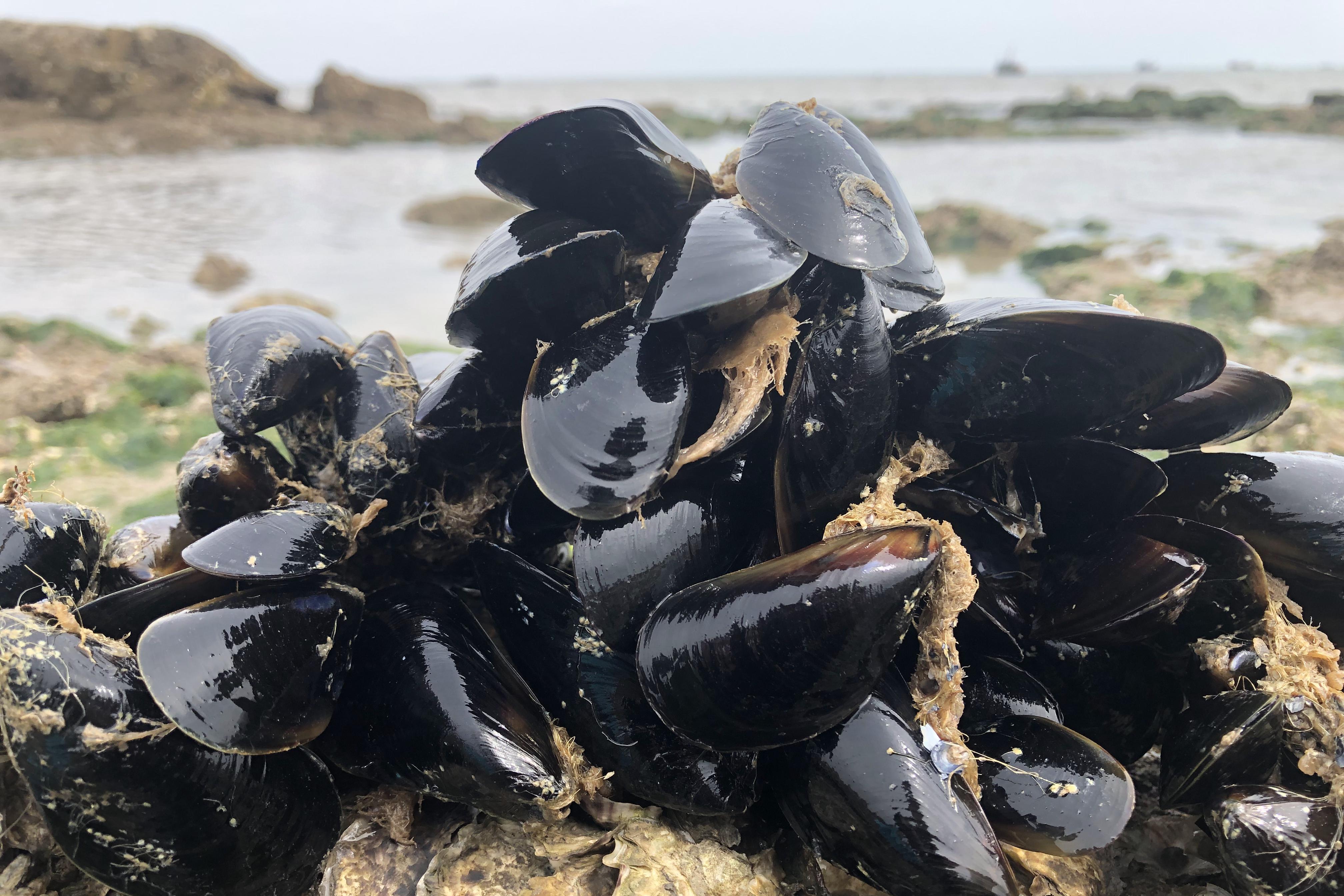 二哥来去年的海虹青口基地一会就爆桶6斤大收获一顿吃不了