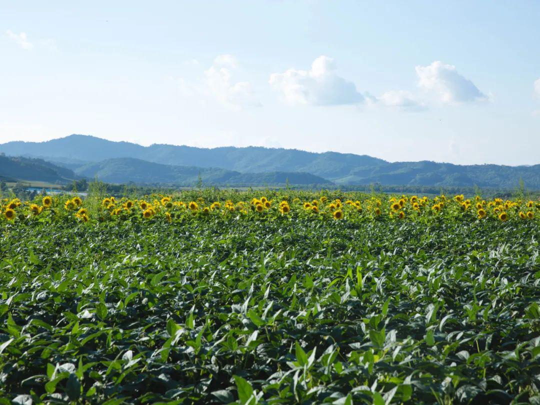 嘎嘣脆的炒黑豆咸香可口一吃就上瘾