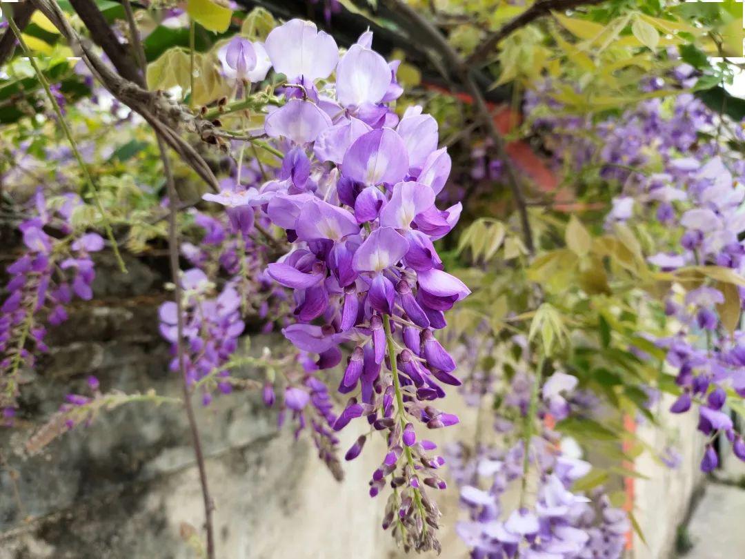 這個地方的紫藤花開了,燦若雲霞,紫氣東來~_紫色