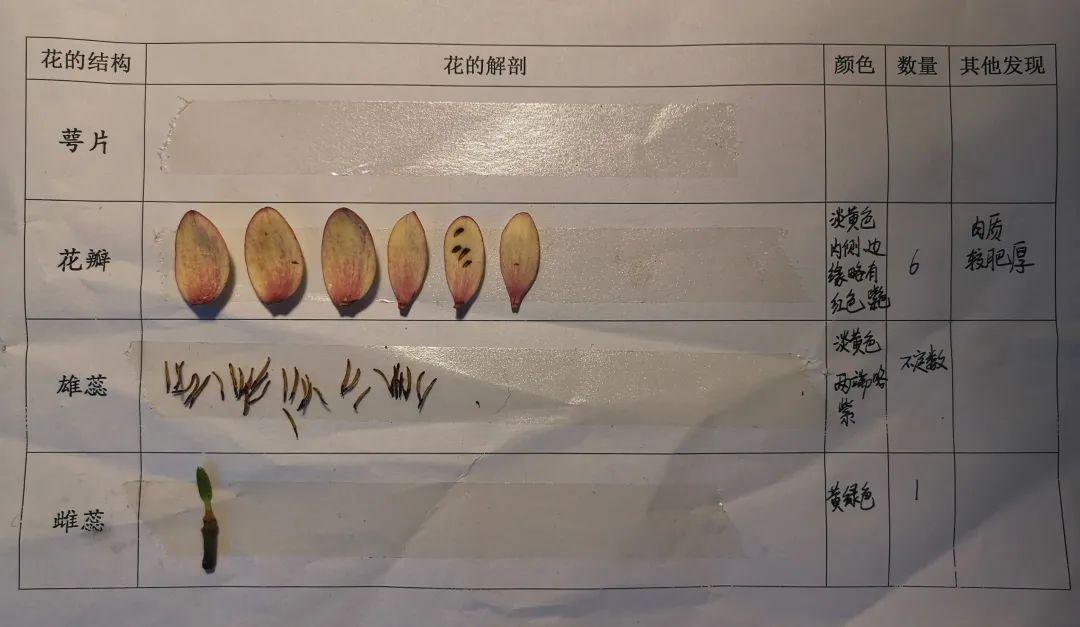 "含笑气味香甜,有的说是苹果味……"甄老师时不时补充课外的知识点,甚