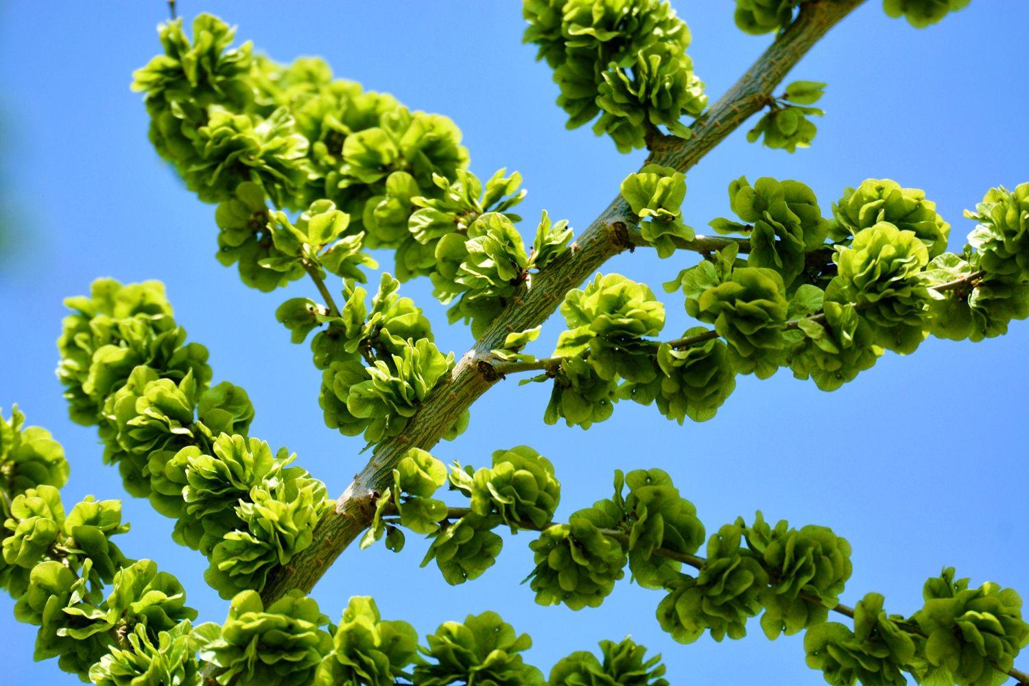 原创阳春三月是吃野菜的季节农村这些树上和地里的野菜你都吃过吗