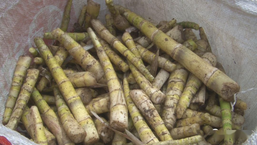 大雪山镇竹笋丰收农户增收