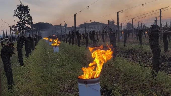 法国葡萄酒霜冻