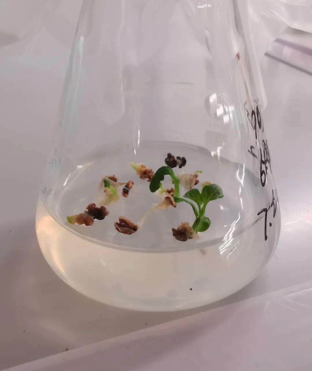 【科技成果】海淀组培室荣获北京市农业技术推广奖一等奖_辣椒