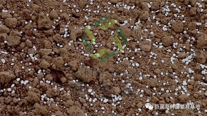 巨菌草怎么种植,巨菌草牧草科学施肥四要领,巨菌草怎么施肥