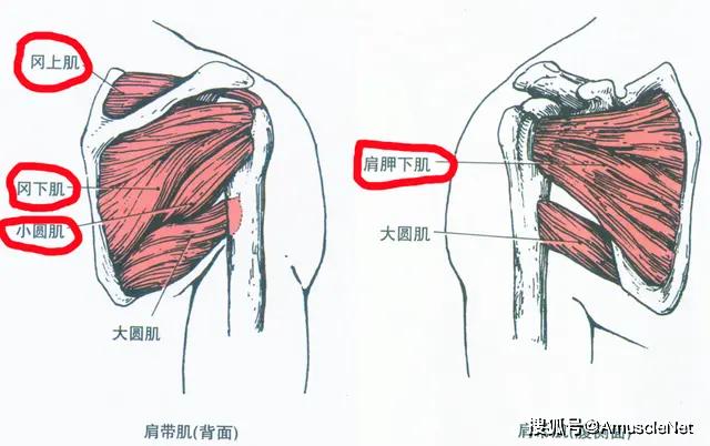 肩部前中后束图解图片