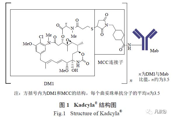 曲妥珠单抗药物共轭物tdm1临床前药物代谢动力学研究及人体药物代谢