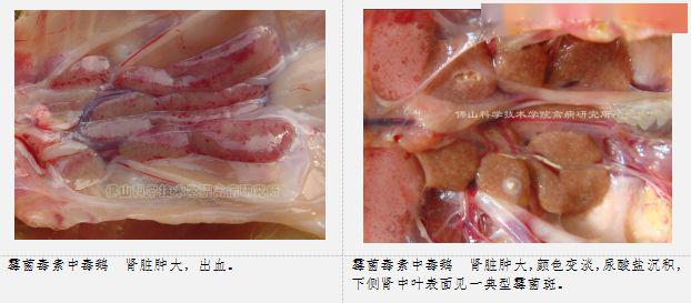 天氣潮溼發生鵝麴黴菌病與黴菌毒素中毒怎麼辦丨正業特約鴨大夫講堂