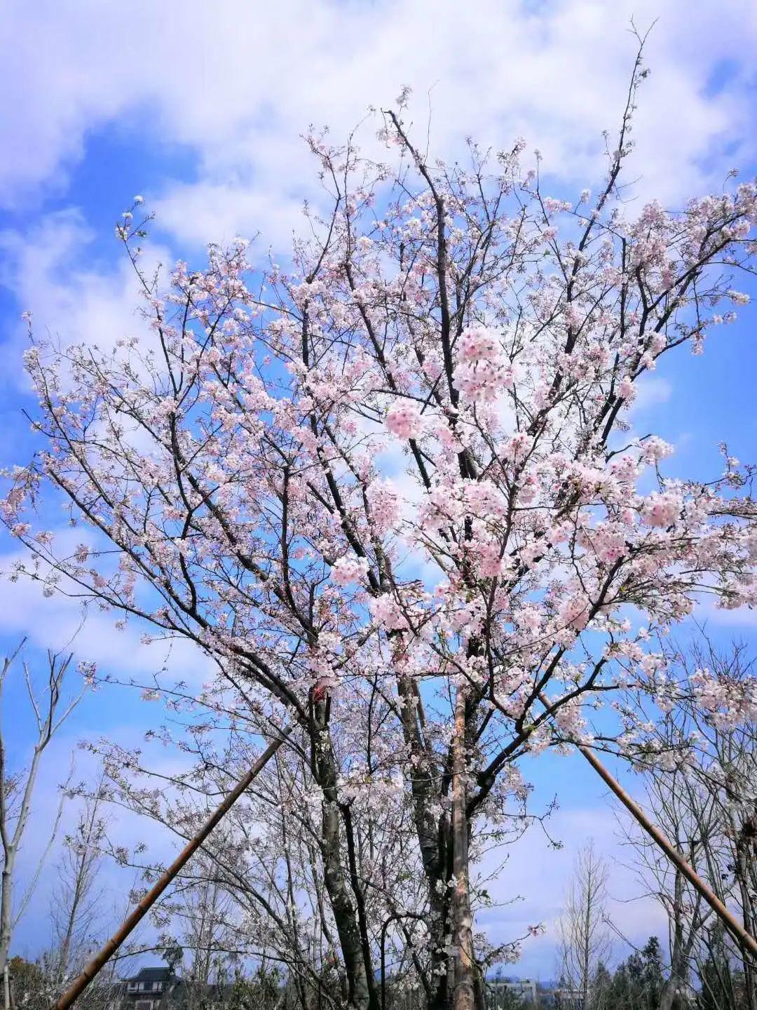 台州這個溼地公園帶你感受春天的顏色_櫻花