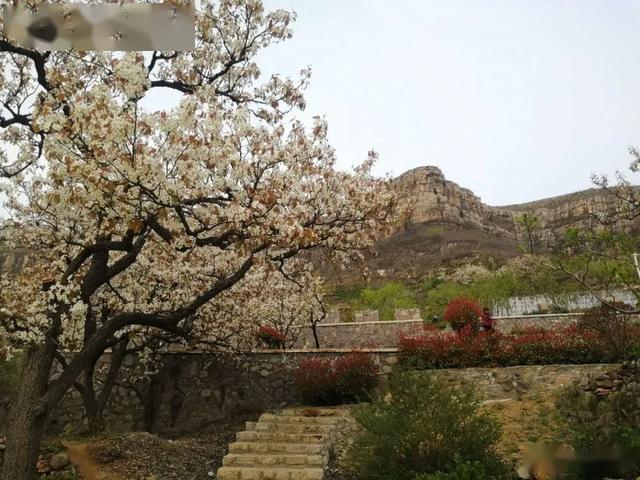 网络达人乐游平邑花海欢迎您的到来