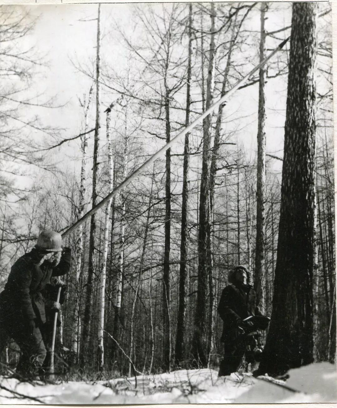 大兴安岭森林的砍伐是从一锯一斧开始的直到油锯出现直到挂锯停伐