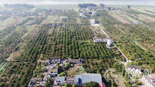 花果同枝柑橘飘香江安橙花岛整装待客来