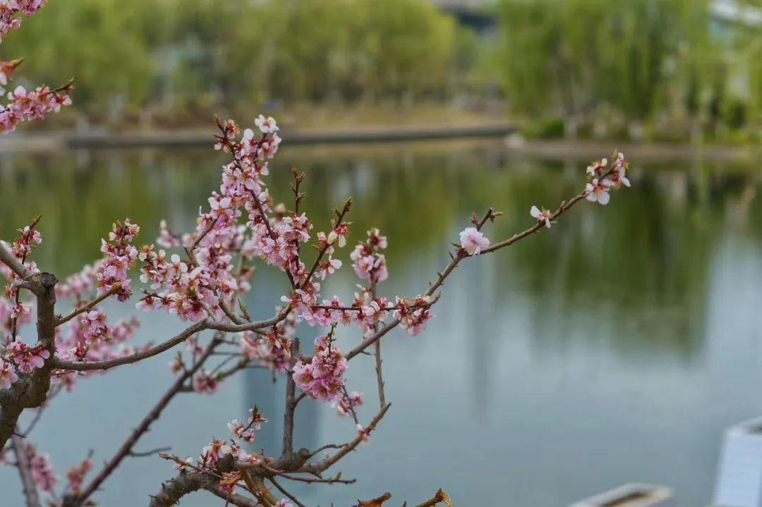 花开花谢自有时，花开花谢自有时人来人往任由之出自
