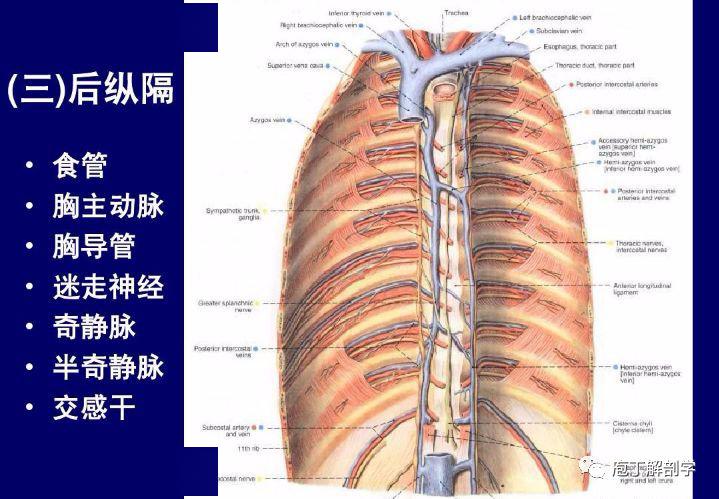 纵隔解剖   纵隔疾病x线诊断要点