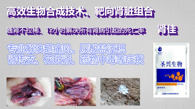 育雛鵝痛風和十幾天的漿膜炎混感這個方法需要了解一下