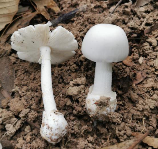这种毒蘑菇又在中山出现,千万不要随意采摘食用!