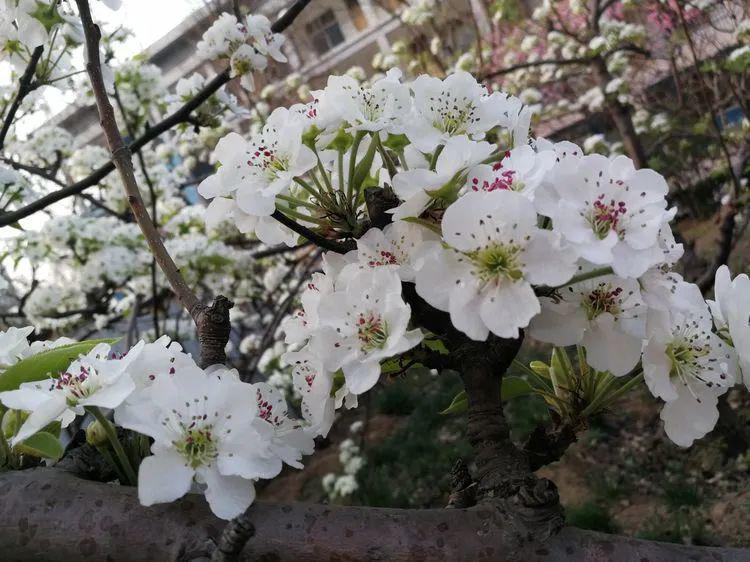 校园拾景茌平区实验小学春和景明香远益清