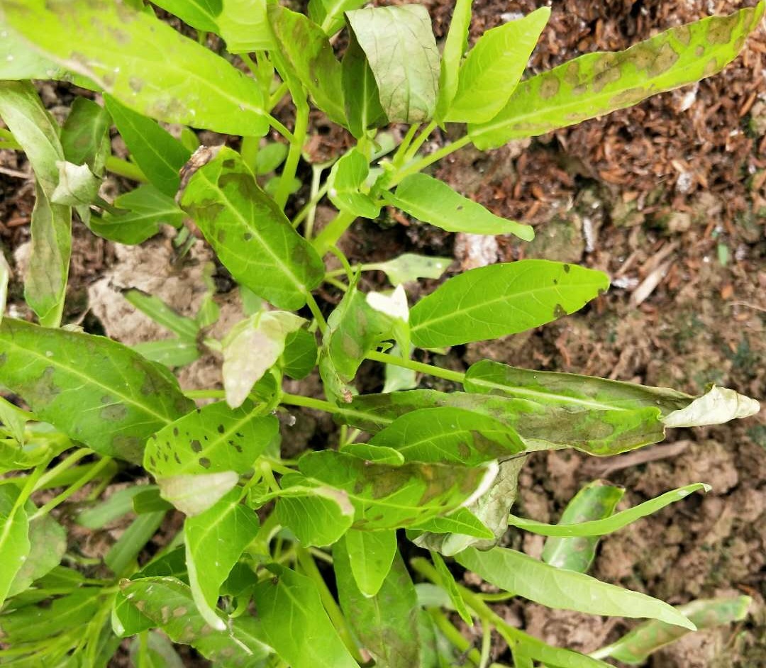 原创大棚种植的空心菜不见长用什么肥料叶片长斑是病害还是冷害