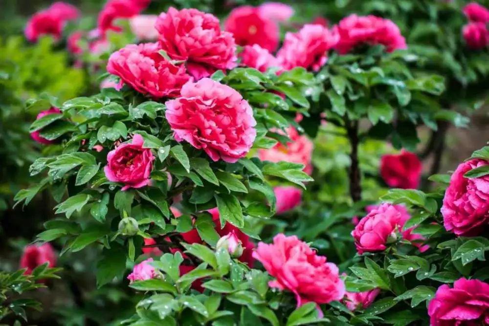 中国天台山小孟林牡丹园横空出世国花心归云端小镇