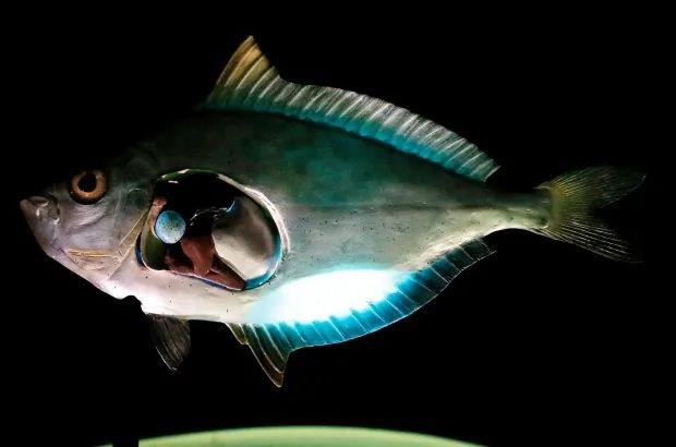 鲾鱼的其中一个亚科gazzinae,雄性与相同物种相似尺寸的雌性相比,发光