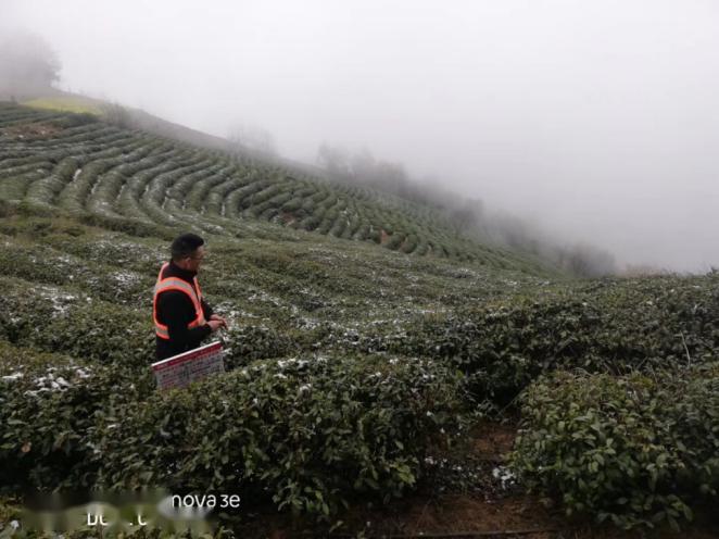 汉中多地下雪,致油菜花,茶叶等大面积受灾!