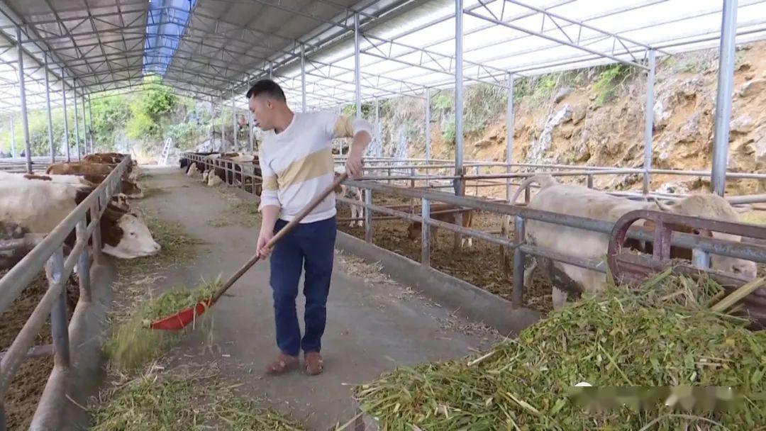 崇左一贫困户精通过养牛,种植蜜柚走上了致富之路!