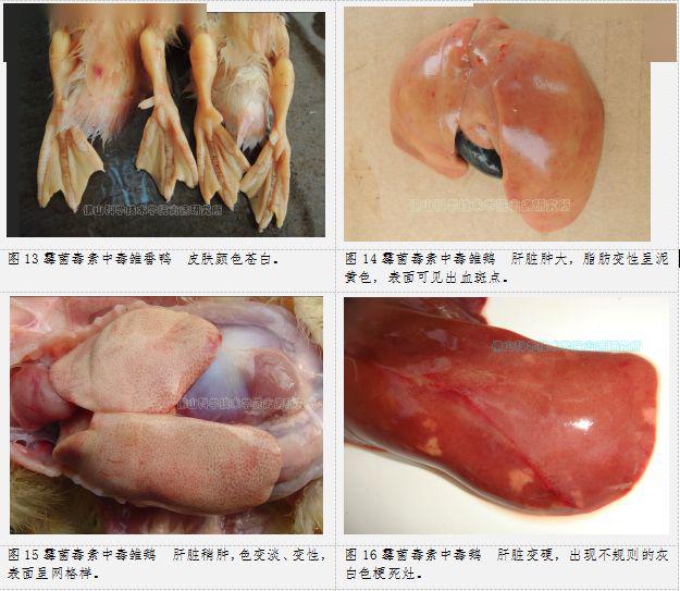 天气潮湿发生鹅曲霉菌病与霉菌毒素中毒怎么办丨正业特约鸭大夫讲堂