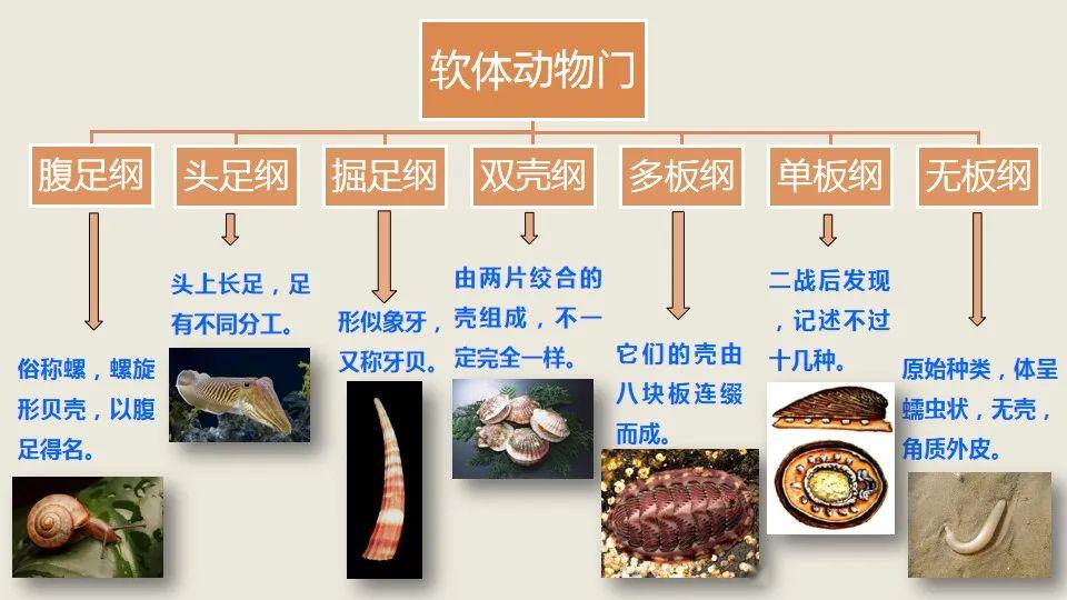 软体动物门是动物界比较大的一个门类