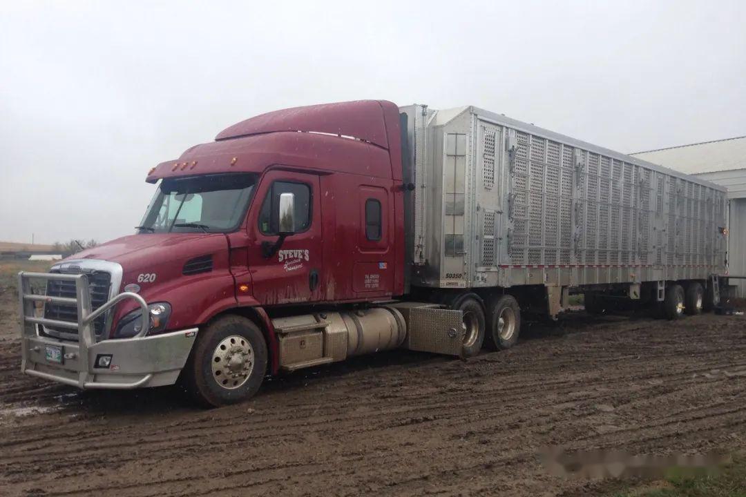 600马力专运猪马牛羊了解一下北美最大的牲畜运输商steveslivestock