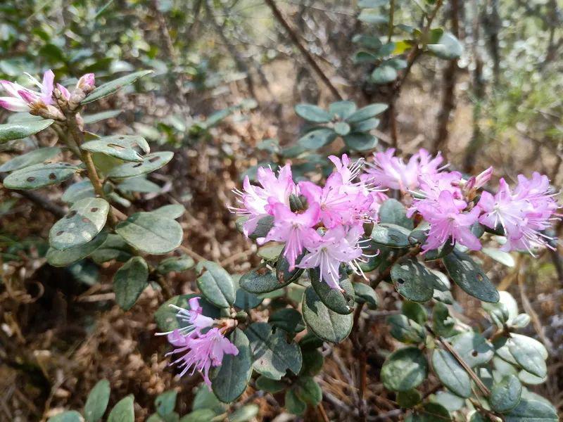 这种野花在曲靖山上很多,我们这叫碎米花,你们那呢?